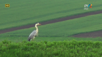 Reporter Special - Delta Jijia paradisul salbatic de langa Iasi