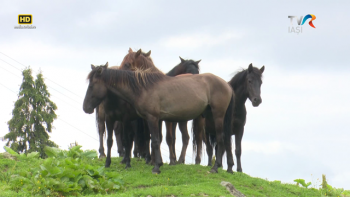 Descriptio Moldaviae - Acasă la huţulii din Bucovina