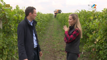 Descriptio Moldaviae - Cotnari, imparatia vinului