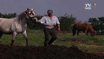 Romani Fara Frontiere - Tezic